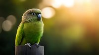 Green parakeet perched on wooden post against blurred natural bokeh background at sunset, vibrant feathers and distinctive blue beak in soft golden light.
