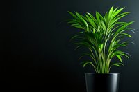 Vibrant green areca palm in black pot against dark background, dramatic lighting highlights tropical foliage creating minimalist composition for interior design.