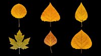 Autumn leaves collection featuring six isolated fall foliage designs in golden, orange and yellow tones. Transparent background, ready for t-shirt designs, clipart, stickers, sublimation and print-on-demand projects.