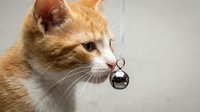 Orange tabby kitten with collar bell portrait on neutral background. Adorable young cat face closeup showing whiskers and alert expression.