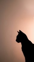Cat silhouette profile against soft pink gradient background creating minimalist artistic composition for modern design projects.