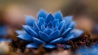 Vibrant blue succulent plant with morning dew drops growing in dark soil, macro photography with shallow depth of field creating dreamy botanical atmosphere.
