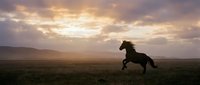 Dark horse running freely across misty moorland at sunrise, silhouetted against golden sky with dramatic clouds, conveying freedom and wild nature.