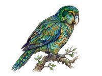 Green parakeet perched on branch with detailed feathers, isolated on white background, suitable for wildlife design, educational materials, and print applications.