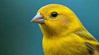 Close-up portrait of bright yellow canary bird with detailed feathers and beak against soft teal background for nature and wildlife photography projects.