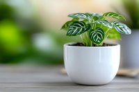 Calathea peacock plant with distinctive striped leaves in modern white ceramic pot against blurred green background on wooden surface. Perfect for home decor.