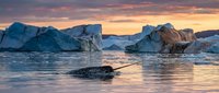 Icebergs floating in glacial lagoon at sunset with golden and blue tones, suitable for travel and nature backgrounds.
