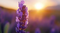 Purple lavender flower close-up against golden sunset background with soft bokeh effect, creating dreamy atmospheric nature scene for wellness and aromatherapy designs.
