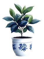 Green plant with gradient blue-tinted leaves in white ceramic pot decorated with blue floral pattern, isolated on white background for design projects.