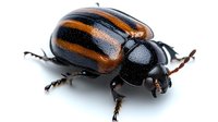 Detailed macro shot of striped leaf beetle with orange and black pattern on elytra against white background, isolated insect specimen for nature study.