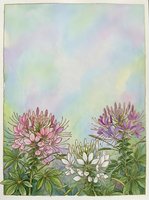 Watercolor floral border with pink purple white cleome flowers on pastel rainbow background for greeting cards stationery botanical art projects.