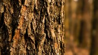 Detailed close-up of rough tree bark texture with natural brown and orange tones in warm sunlight for nature backgrounds and organic design projects.