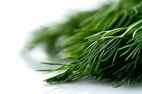 Fresh green dill fronds macro shot with selective focus and soft white background, aromatic culinary herb closeup for cooking and garnish concepts.