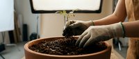 Woman with reddish-brown hair planting seedling in terracotta pot filled with soil indoors, wearing protective gloves for gardening and home plant care.