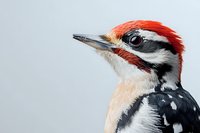 Close-up portrait of male great spotted woodpecker head showing distinctive red crown, black and white facial stripes, and sharp beak against light background.