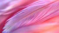 Delicate pink and purple feather macro shot on soft gradient background showing intricate barb details and ethereal lighting effects. Suitable for wellness and spa designs.