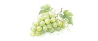 Watercolor green grapes bunch with leaves isolated on white background for wine labels, food packaging and culinary designs.