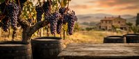 Ripe purple grapes hanging from vine over rustic wooden table with clay bowls at sunset in vineyard landscape for wine making and harvest concepts.