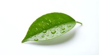 Isolated green leaf with water droplets on white background, ready for design use on various projects.