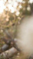Blurred garden foliage with soft bokeh lights and natural greenery, suitable for backgrounds, overlays, and nature-themed design projects.
