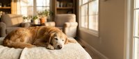 Golden retriever dog resting peacefully on beige sofa in bright modern living room with natural sunlight streaming through large windows.