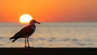 Seagull silhouette standing on railing at sunset over ocean with golden sky and calm water creating peaceful coastal scene for travel and nature themes.