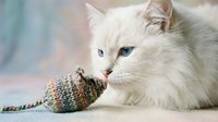 White fluffy cat playing with knitted toy mouse, domestic pet enjoying interactive playtime indoors.