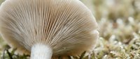 Close-up macro view of fresh oyster mushroom showing detailed gill structure and stem, perfect for culinary and organic food photography projects.