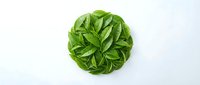 Fresh green basil leaves arranged in circular pattern on white background, isolated herb for culinary and wellness design projects.
