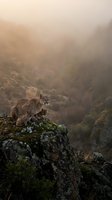 Mountain lion cougar standing on rocky cliff edge in misty canyon landscape during golden hour atmospheric wilderness scene.