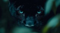 Black panther with piercing blue eyes emerging from dark jungle foliage. Mysterious wild cat portrait with intense gaze for wildlife and nature projects.