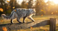 Gray tabby cat walking on wooden fence during golden hour sunset with falling autumn leaves creating warm atmospheric lighting for pet photography.