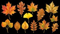 Autumn leaves collection isolated on transparent background, featuring maple, oak, and ginkgo varieties in fall colors. Ready for t-shirt designs, clipart, stickers, sublimation, and print-on-demand projects.