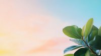 Vibrant green ficus leaves against pastel sunset sky background with soft bokeh effect, creating serene natural minimalist composition for wellness and spa designs.