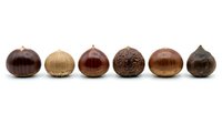 Isolated chestnuts in various brown shades arranged in a row on white background, ready for design projects, packaging, and educational materials.