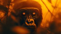 Close-up portrait of gorilla with intense orange eyes in warm golden light, surrounded by blurred foliage in natural habitat.