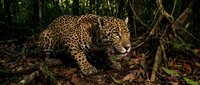 Spotted jaguar prowling through dense tropical rainforest undergrowth with dappled sunlight filtering through canopy creating natural wildlife habitat scene.