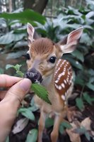 Baby deer fawn eating green leaf from human hand in natural forest setting, spotted coat visible against lush foliage background, close-up wildlife encounter.