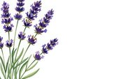 Purple lavender flowers with green stems isolated on white background for aromatherapy spa wellness design projects and natural botanical decorations.