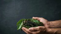 Young man with olive skin tone holding fresh black berries with green leaves in cupped hands against dark background for food, agriculture, and harvest concepts.