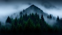 Moody mountain landscape with dense evergreen forest shrouded in morning fog creating mysterious atmospheric scenery in dark blue and green tones.