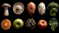 Assortment of fresh vegetables, fruits, and mushrooms arranged in rows on black background, showcasing diverse natural textures and colors.