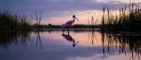 Elegant spoonbill bird standing in calm wetland waters at twilight with perfect reflection, surrounded by tall marsh grasses under purple sunset sky.