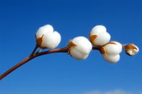 Fluffy white cotton bolls on a branch against a vivid blue sky, showcasing natural fiber harvest and agricultural beauty.