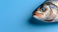 Fresh raw fish head close-up on blue background, seafood concept. Isolated sea bass or dorado macro photography for restaurant menu or cooking design.