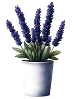 Purple lavender flowers in white ceramic pot with green leaves, isolated on white background for decoration and design projects.