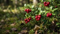 Fresh red cranberries growing on green bush branches in natural outdoor setting, ripe organic berries ready for harvest in autumn garden landscape.