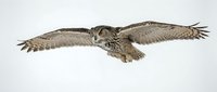 Owl in flight with wings spread wide, isolated on white background, ready for design projects and educational materials.