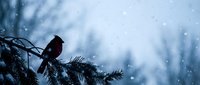 Small red bird perched on snow-covered evergreen branch during gentle snowfall with soft blue winter sky background creating peaceful seasonal scene.