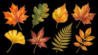 Autumn leaves collection isolated on transparent background, ready for t-shirt design, clipart, stickers, sublimation and print-on-demand projects.